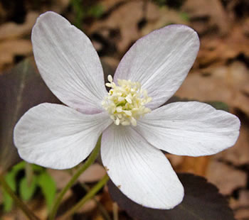 flower up close